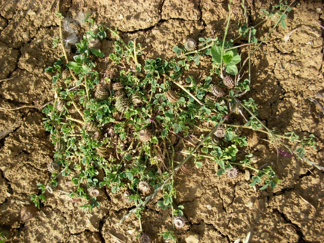 Medicago muricoleptis  / Erba medica sottile